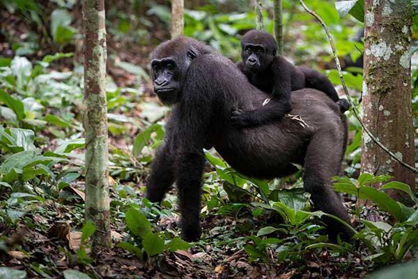 جمهوری کنگو